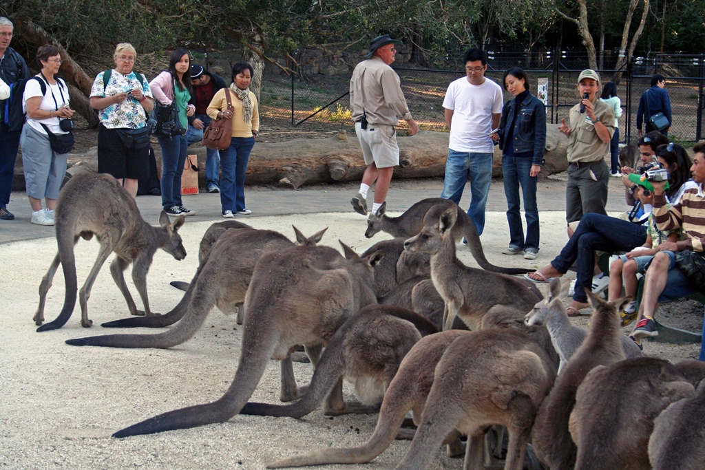 Kangaroos Dining